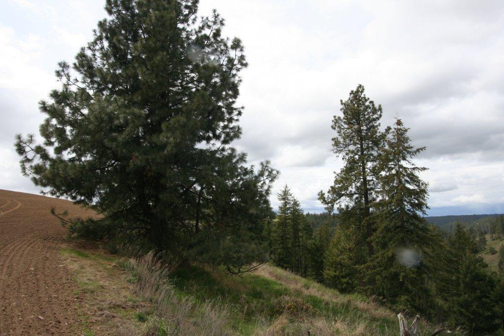 15310 South Paradise Approx Road Valleyford, WA 99036 - Photo 9 of 20