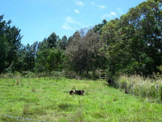 Kaapahu Road Paauilo, HI 96776 - Photo 1 of 21 a view of a lush green space