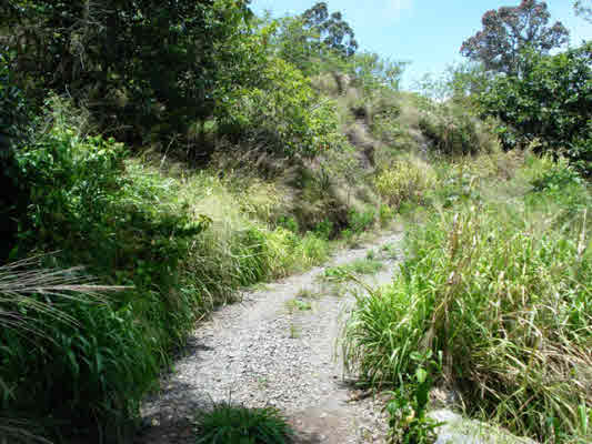 Kaapahu Road Paauilo, HI 96776 - Photo 13 of 21 a view of a forest with a tree