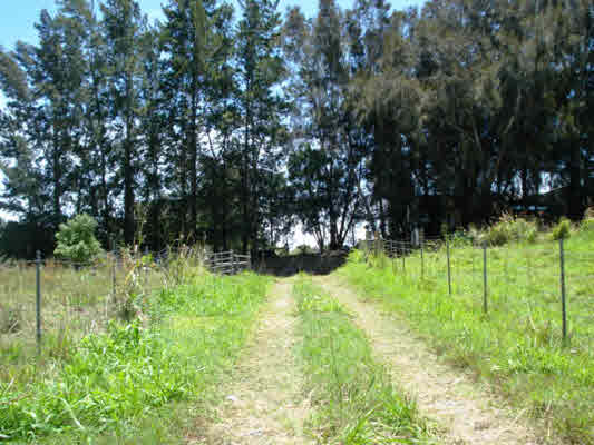 Kaapahu Road Paauilo, HI 96776 - Photo 14 of 21 a view of backyard with plants and trees