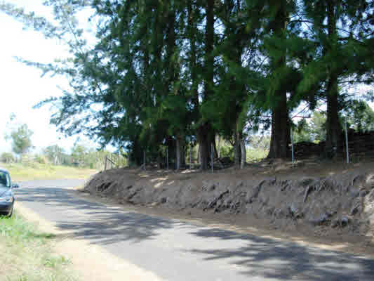 Kaapahu Road Paauilo, HI 96776 - Photo 15 of 21 a view of a yard with large trees