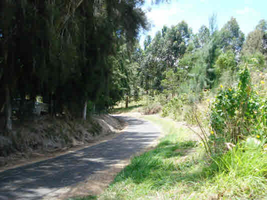 Kaapahu Road Paauilo, HI 96776 - Photo 16 of 21 a view of yard