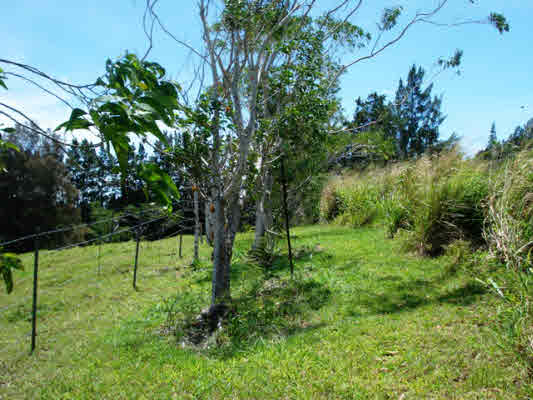 Kaapahu Road Paauilo, HI 96776 - Photo 3 of 21 a view of green field