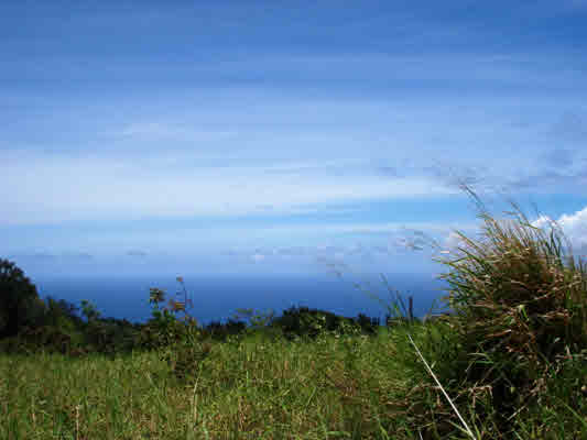 Kaapahu Road Paauilo, HI 96776 - Photo 4 of 21 a view of a field with lots of bushes