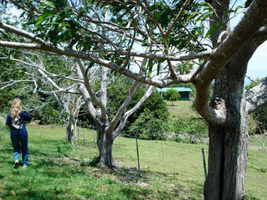 Kaapahu Road Paauilo, HI 96776 - Photo 8 of 21 a view of an outdoor space with a lake view