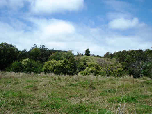 Kaapahu Road Paauilo, HI 96776 - Photo 10 of 21 a view of a bunch of trees in a field
