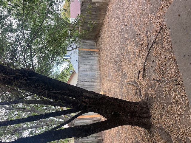 11429 Ptarmigan Drive, Unit B Austin, TX 78758 - Photo 26 of 27 a view of backyard with tree