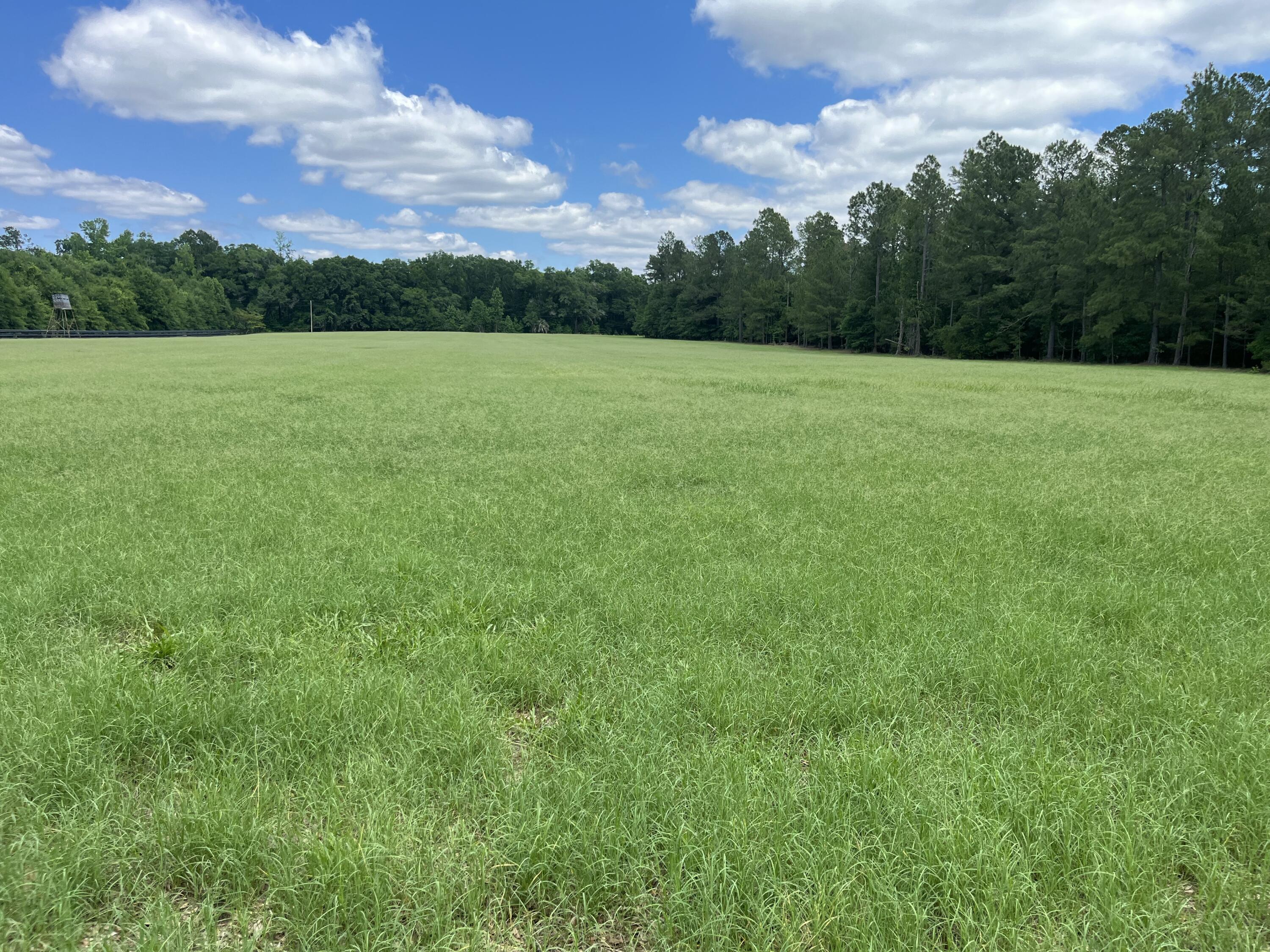 1114 Lott Bluff Road Blackville, SC 29817 - Photo 86 of 164
