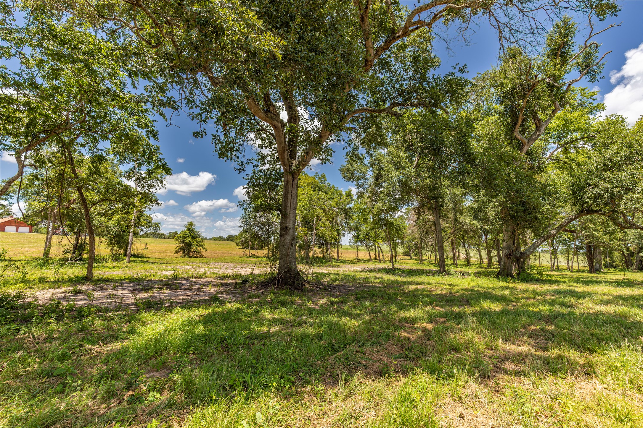 a yard with trees in the background