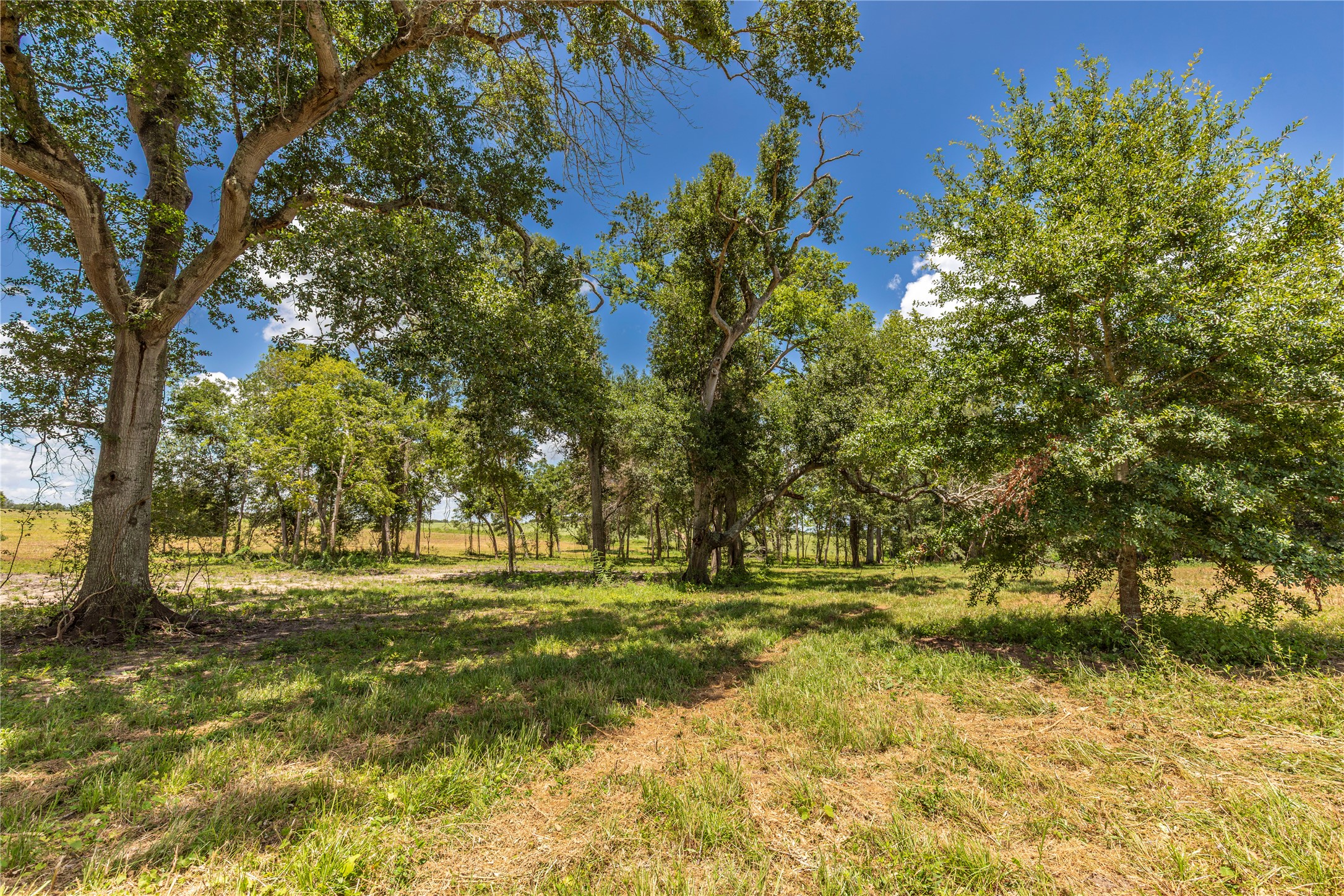 Tbd Lynn Road Bellville, TX 77418 - Photo 14 of 21 a view of a park with large trees