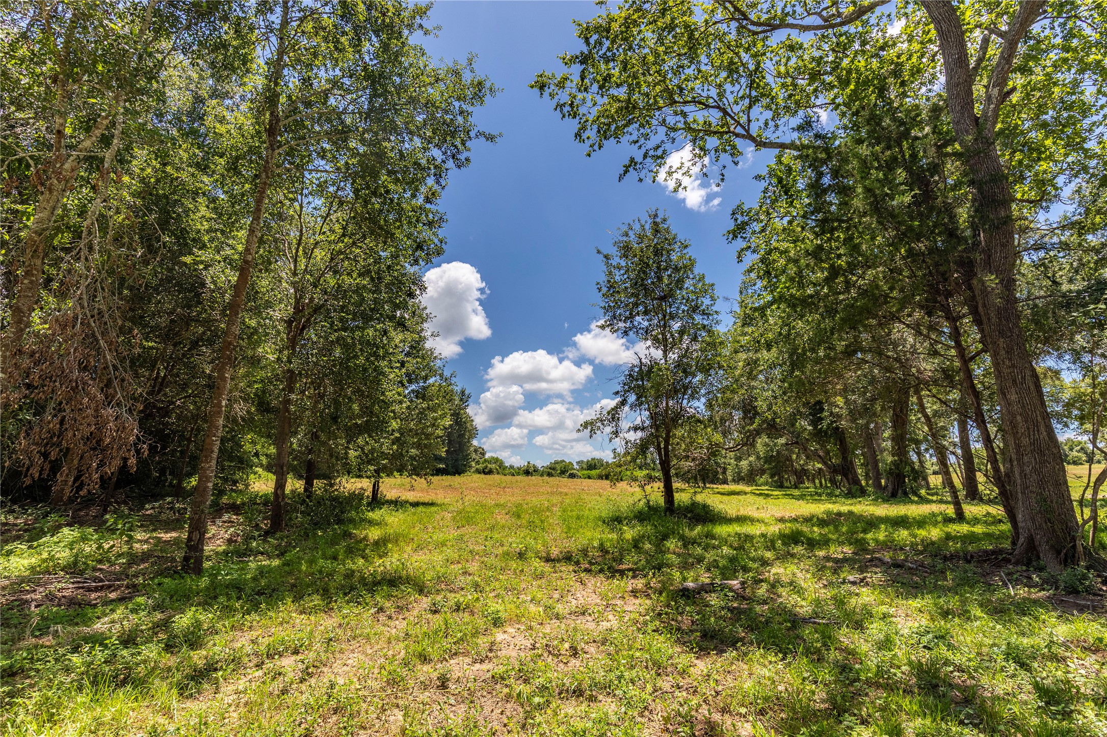 Tbd Lynn Road Bellville, TX 77418 - Photo 4 of 21 a view of a yard with a tree