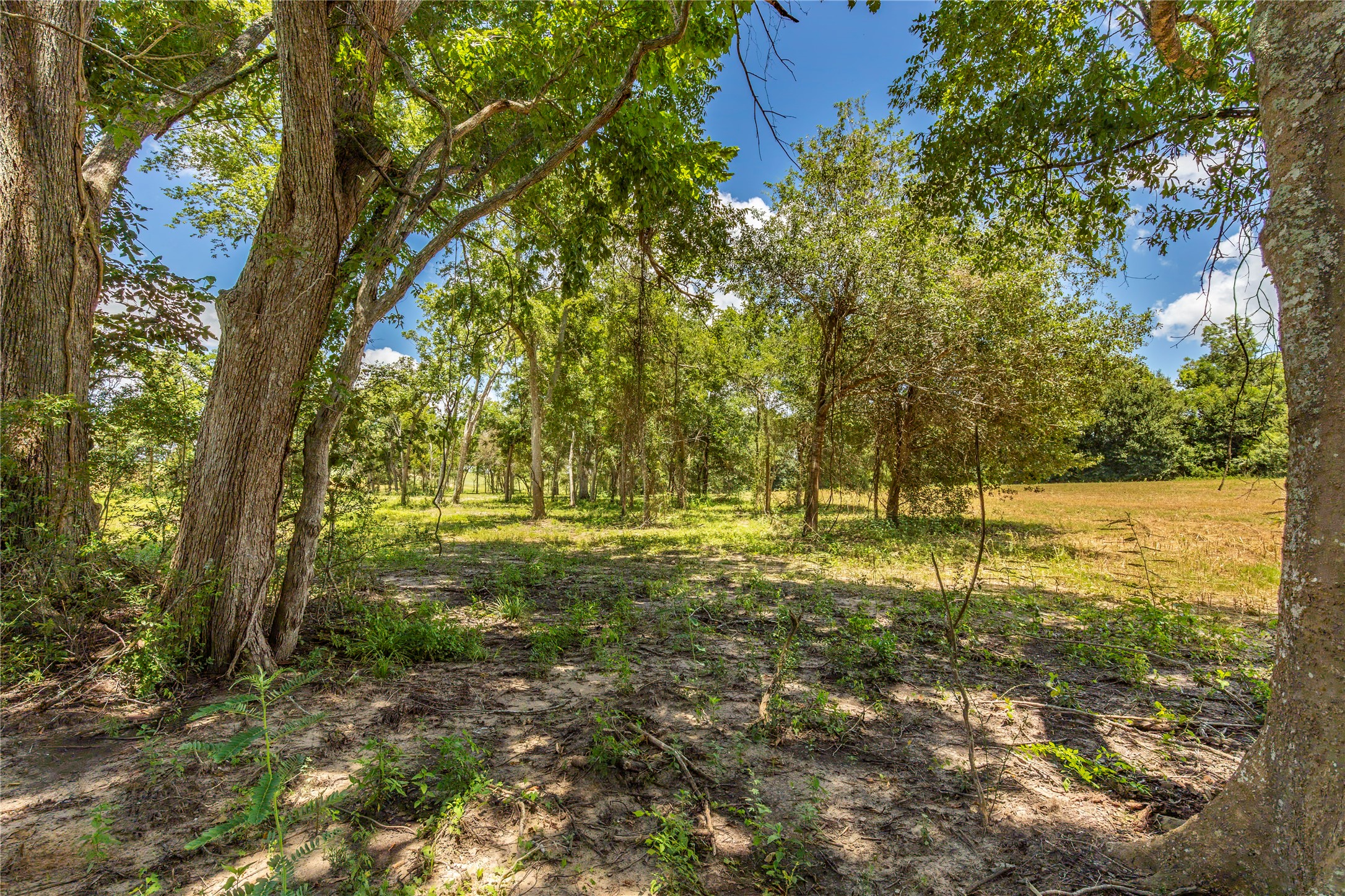 Tbd Lynn Road Bellville, TX 77418 - Photo 10 of 21 a view of a yard with a tree