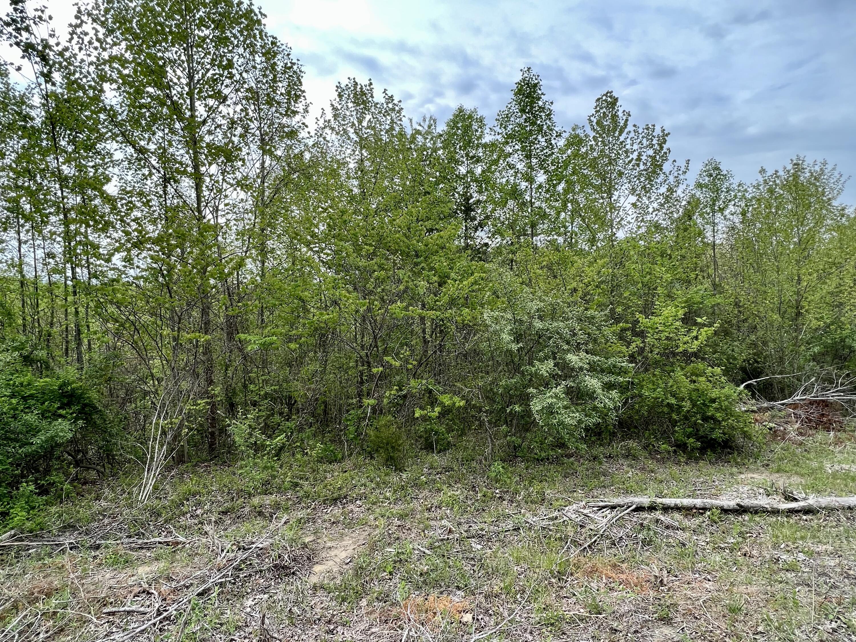 1145 Old Whitney Road Somerset, KY 42501 - Photo 49 of 65 Wooded Land