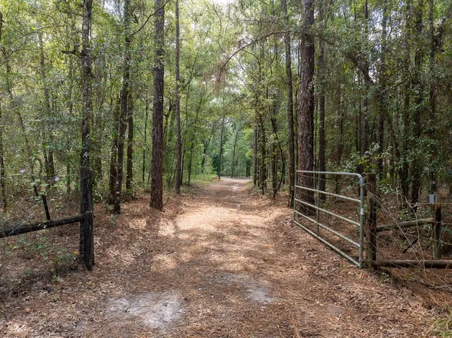 a view of a forest with trees in the background