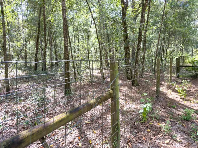 a view of a forest with trees