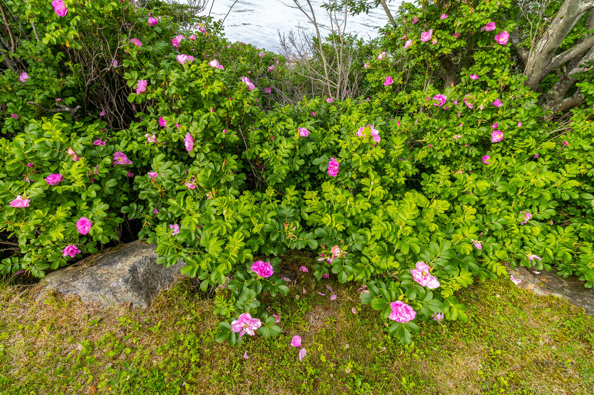 86 Mill Pond Road Beals, ME 04611 - Photo 60 of 87 104