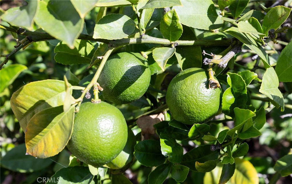 2324 North Riverside Drive Santa Ana, CA 92706 - Photo 35 of 52 Citrus for your enjoyment!