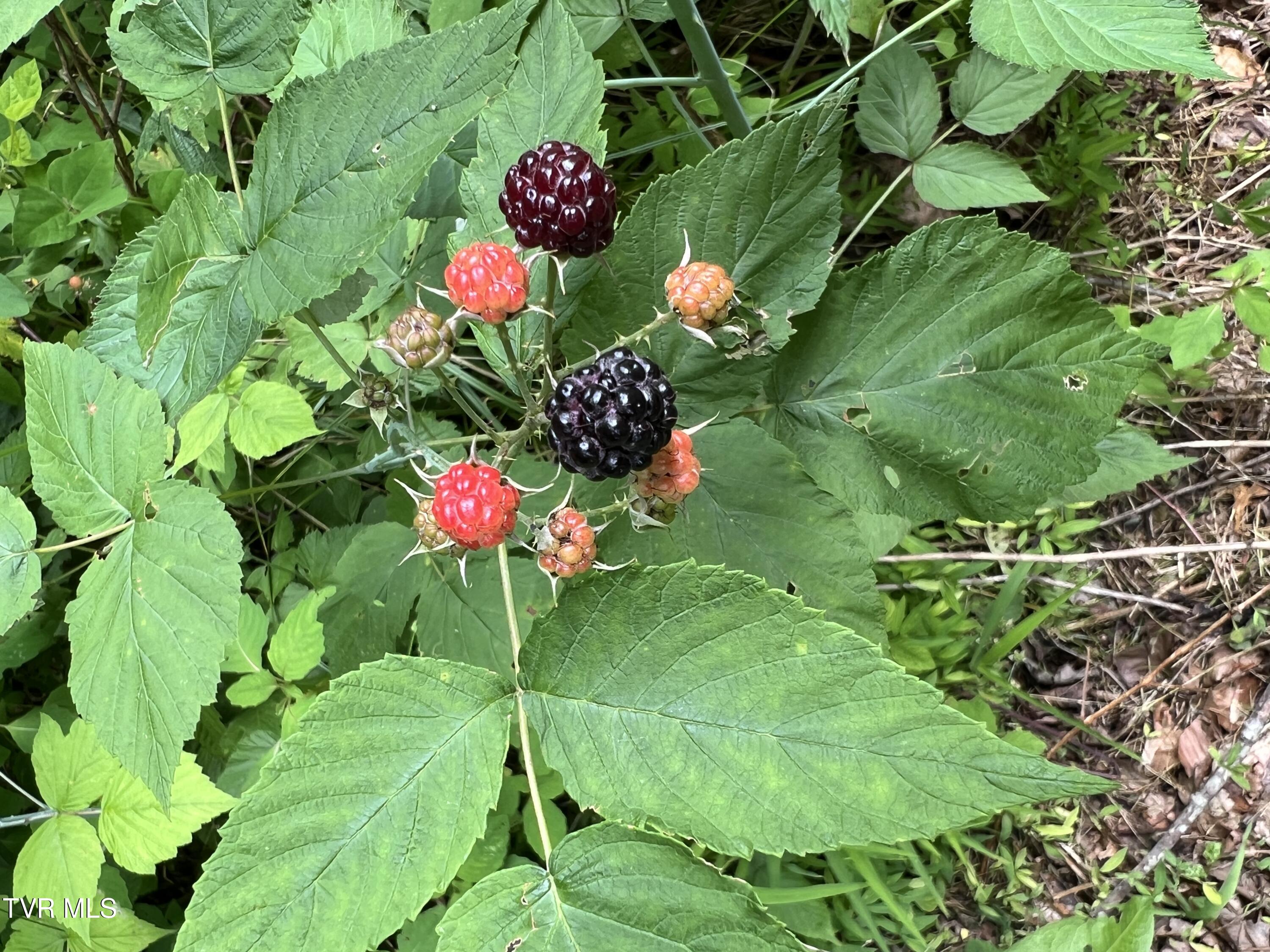 1370 Hickory Cove Road Rogersville, TN 37857 - Photo 58 of 65 IMG_9372