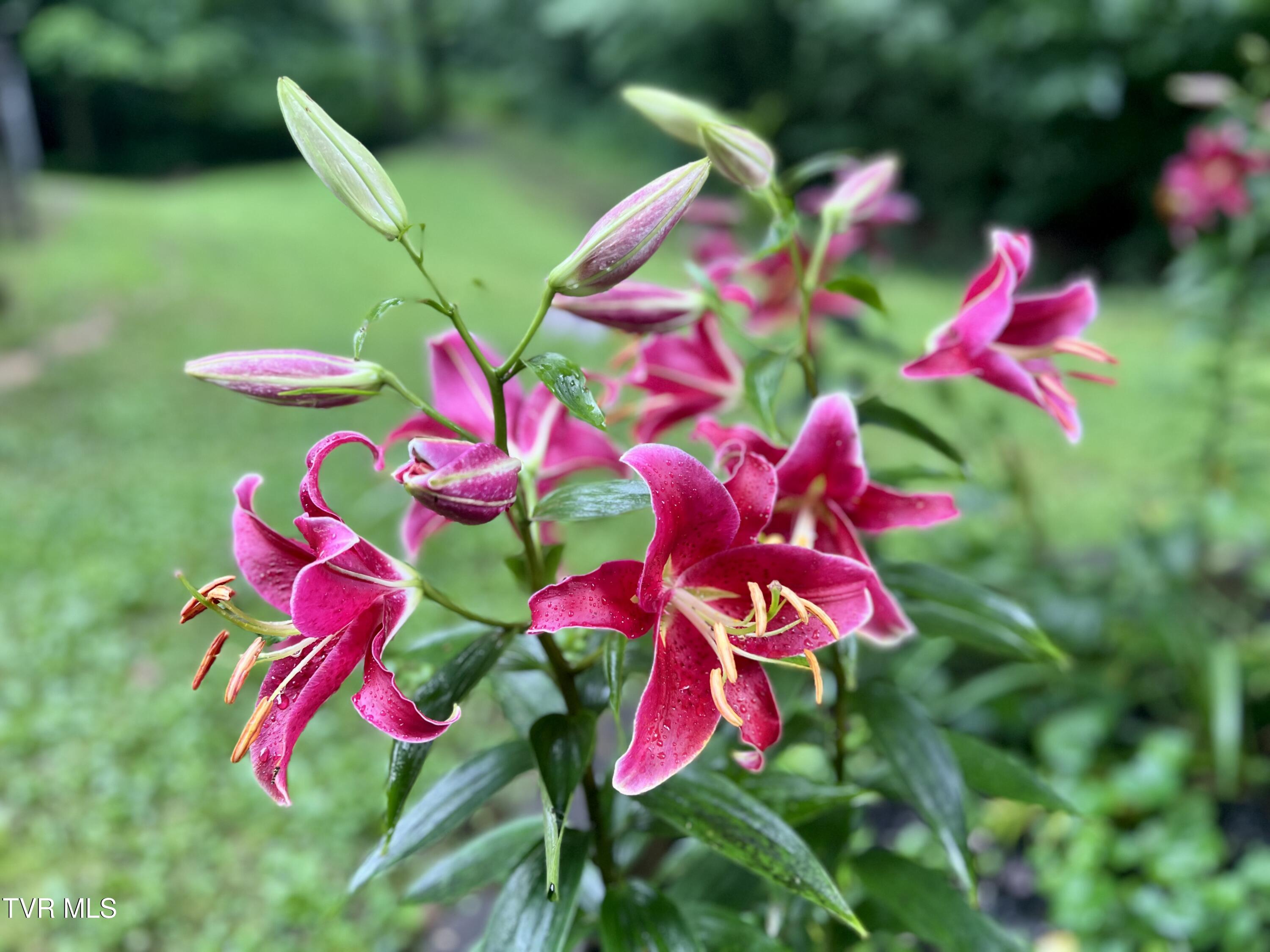 1370 Hickory Cove Road Rogersville, TN 37857 - Photo 62 of 65 IMG_2170