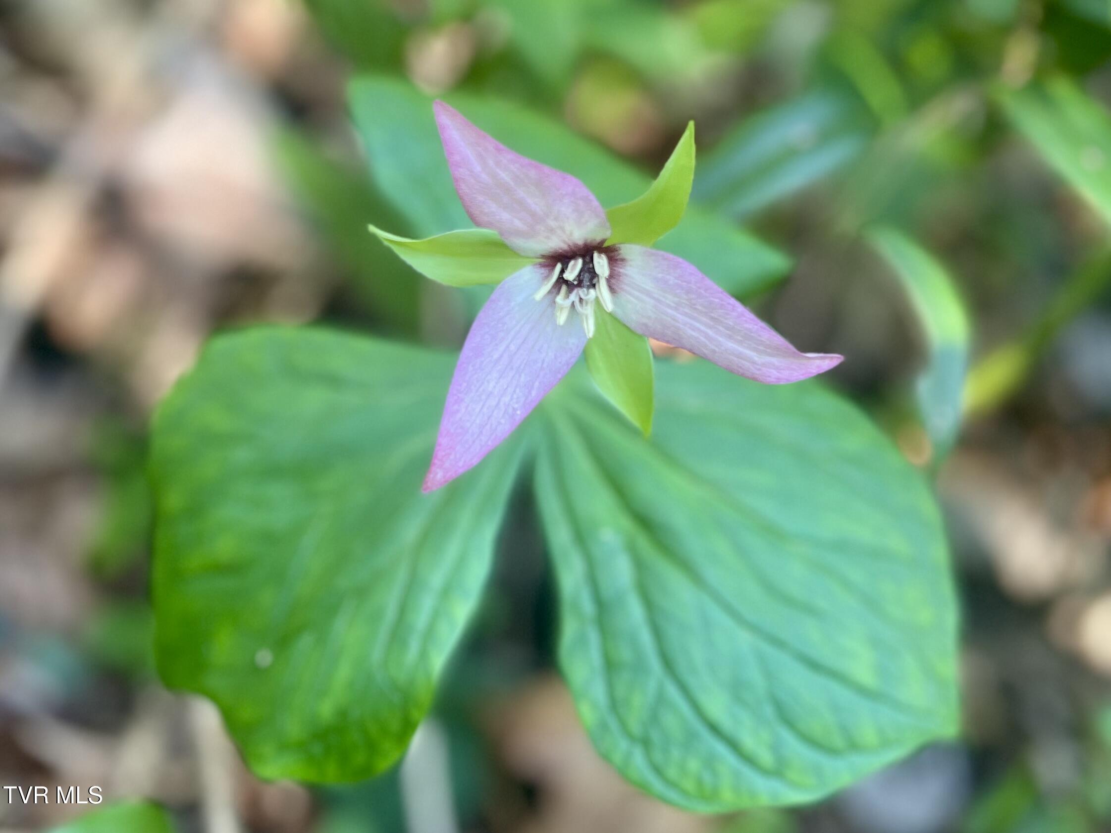 1370 Hickory Cove Road Rogersville, TN 37857 - Photo 63 of 65 IMG_3824