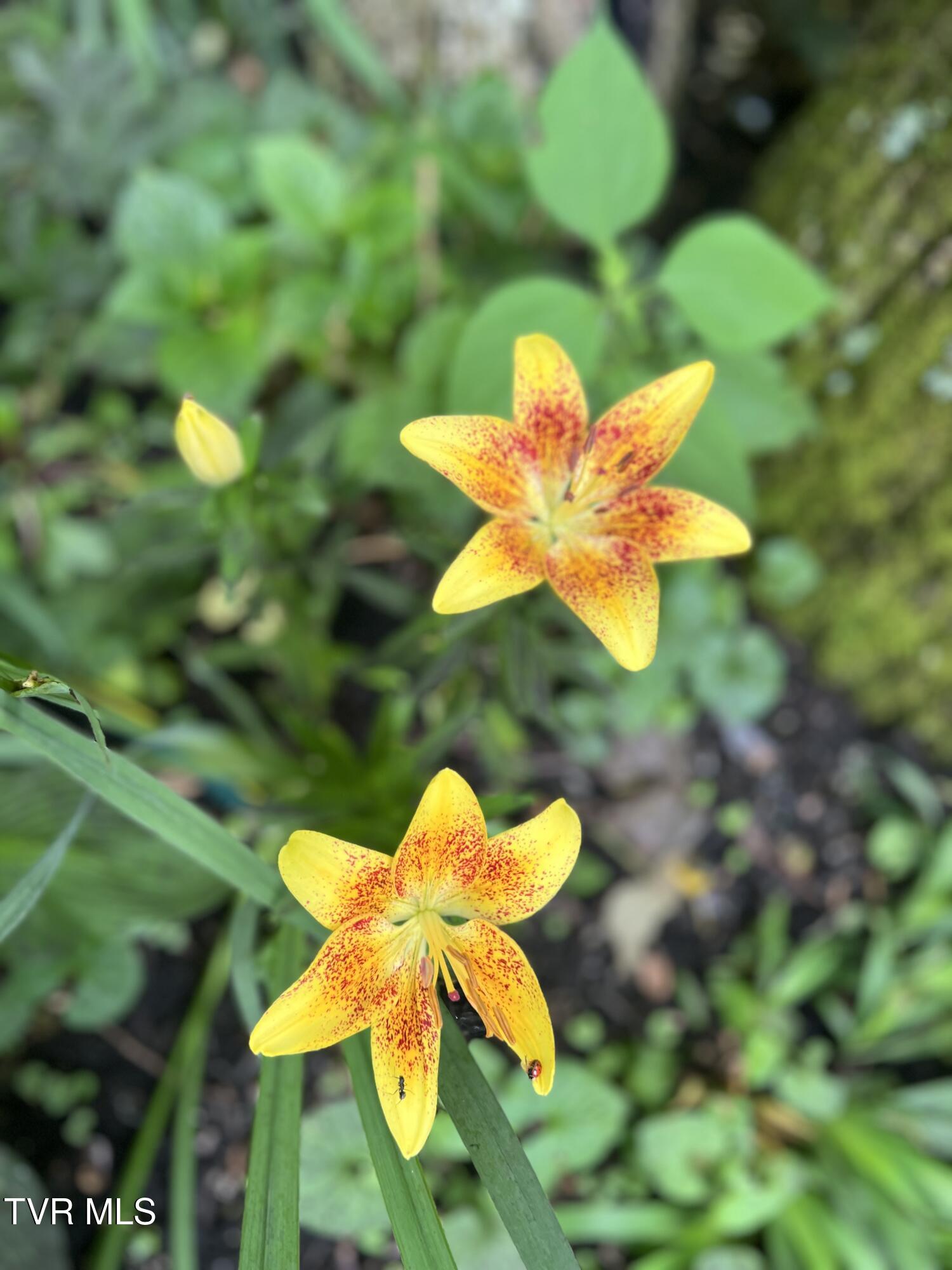 1370 Hickory Cove Road Rogersville, TN 37857 - Photo 64 of 65 IMG_9422