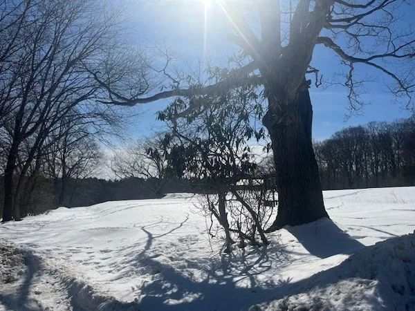 a view of a yard covered with snow