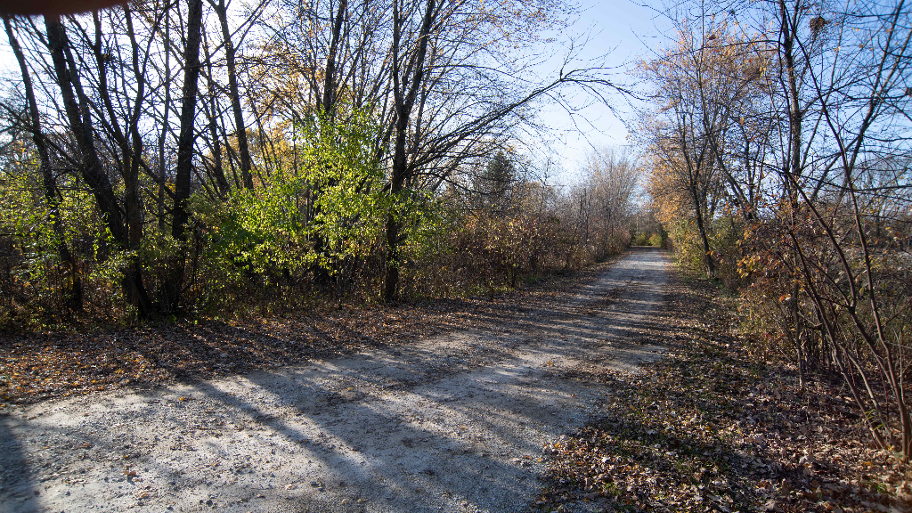 18602 Chicago Avenue Lansing, IL 60438 - Photo 17 of 22 a view of a yard with large trees