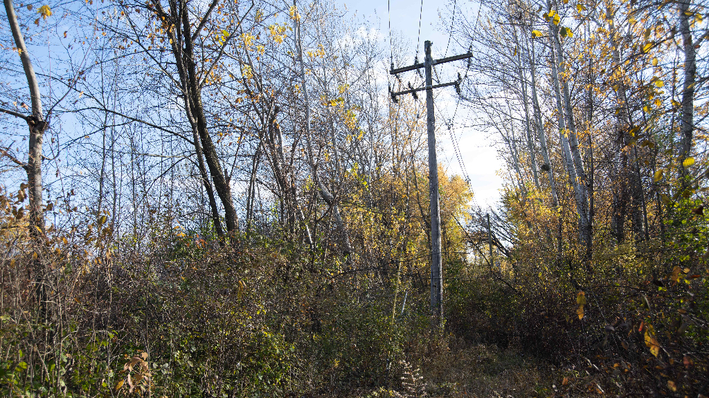 18602 Chicago Avenue Lansing, IL 60438 - Photo 19 of 22 a view of forest