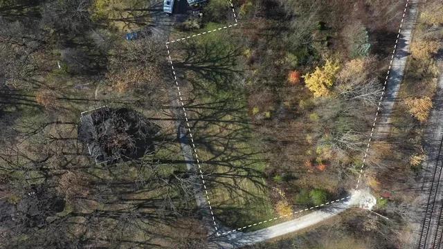 a view of a tree in a forest