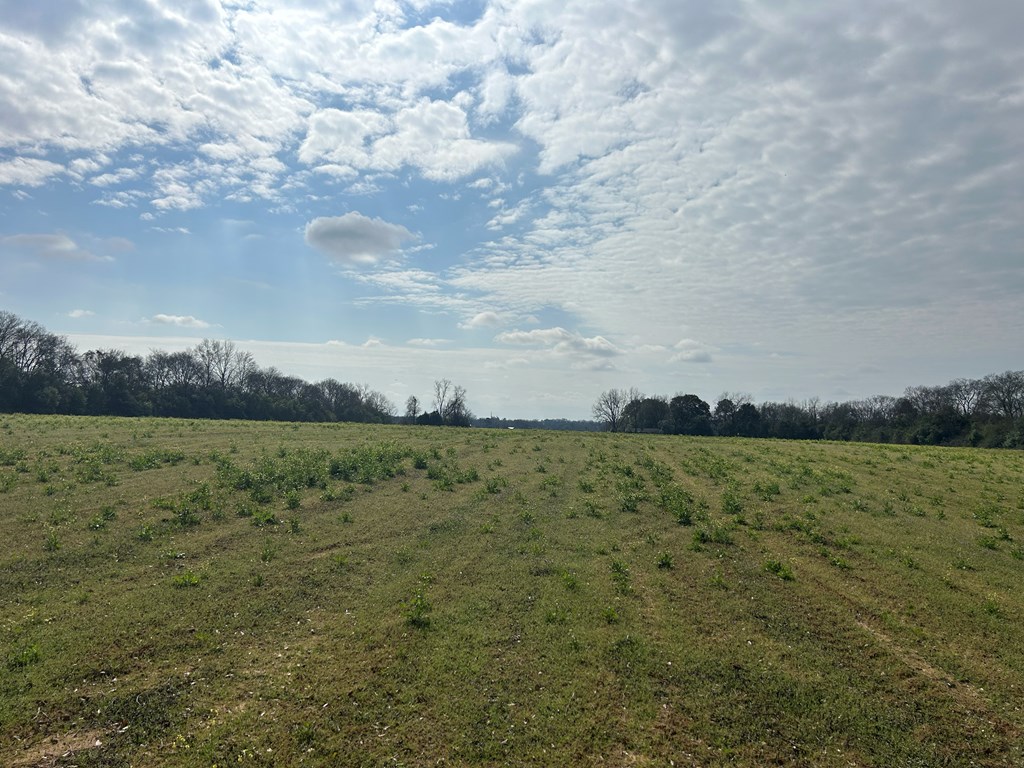 17.99-ac 17.99-ac Wicksburd Road Newton, AL 36352 - Photo 17 of 22