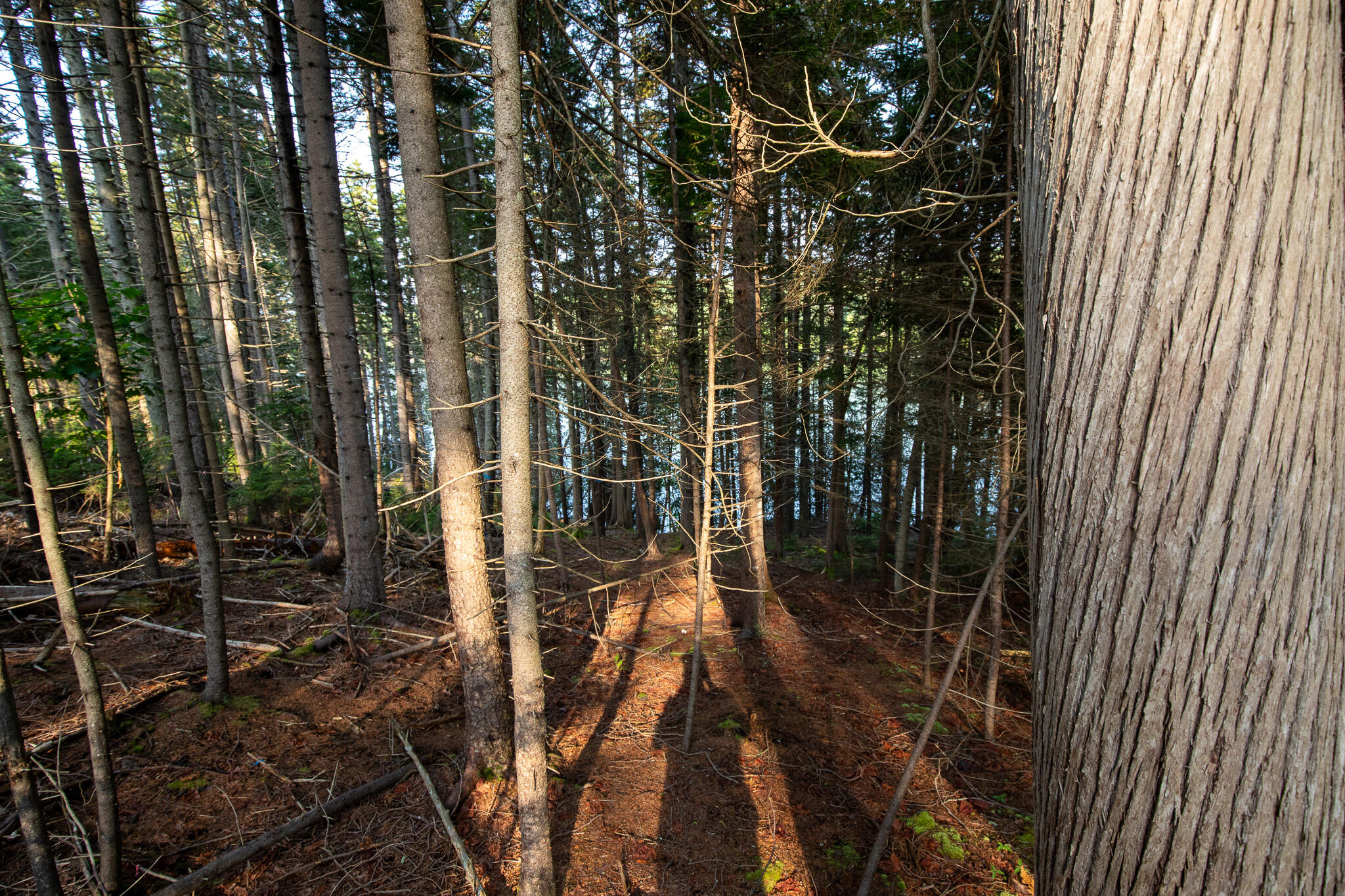 0 Bayview Road, Unit 2 Orrs Island, ME 04066 - Photo 24 of 61 837A9885