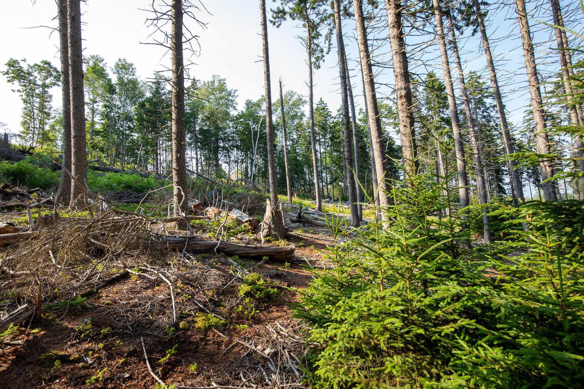 0 Bayview Road, Unit 2 Orrs Island, ME 04066 - Photo 30 of 61 837A9861