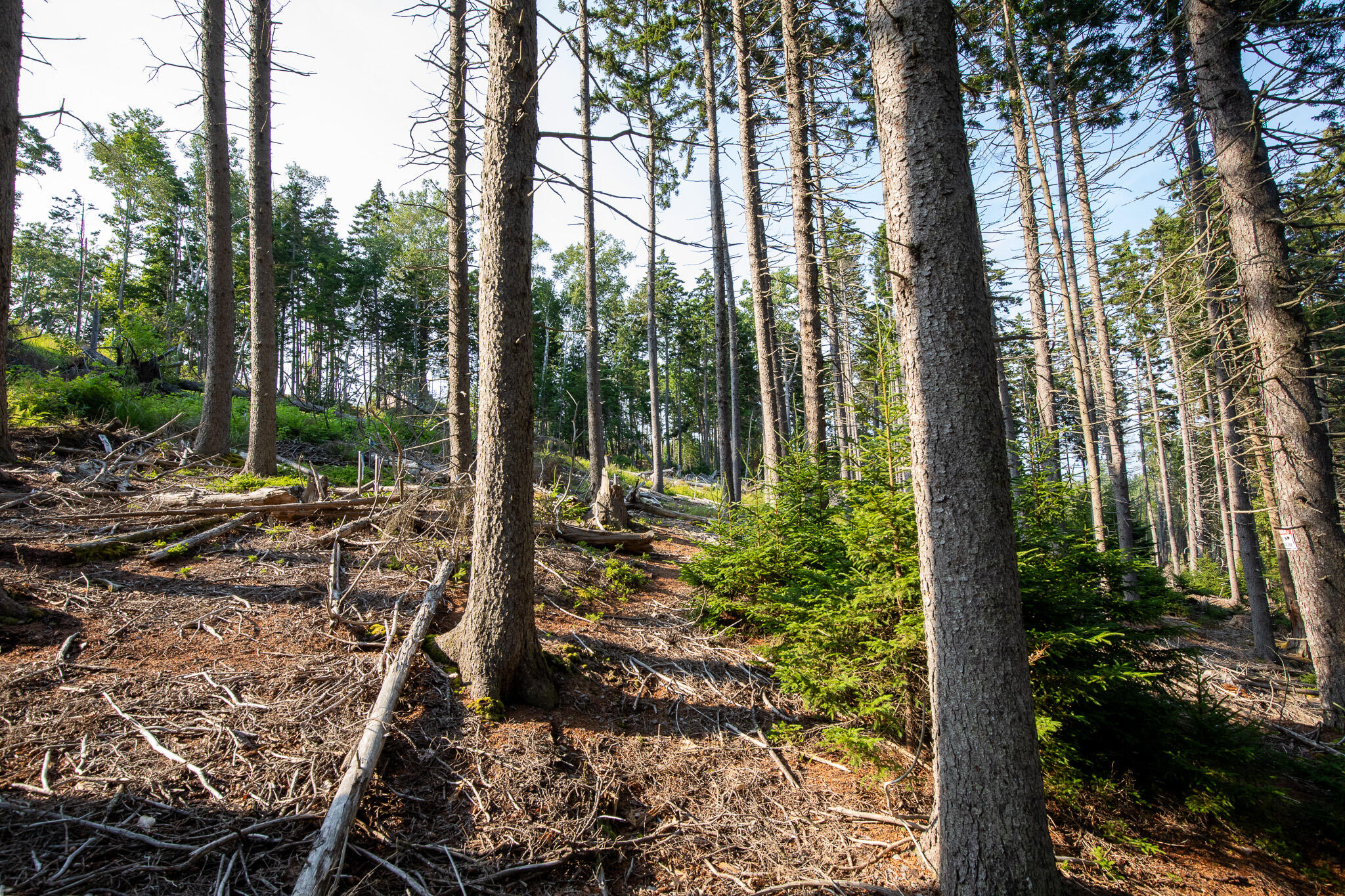 0 Bayview Road, Unit 2 Orrs Island, ME 04066 - Photo 31 of 61 837A9865