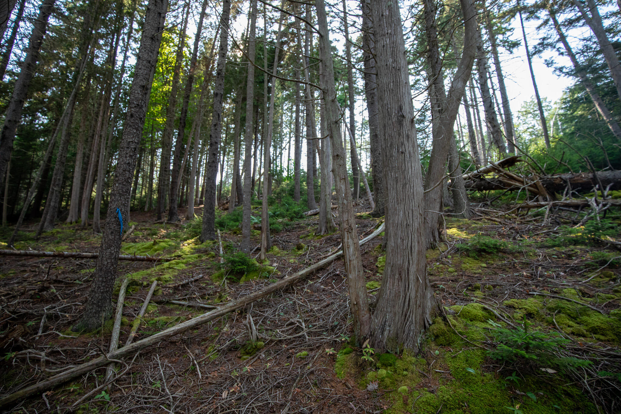 0 Bayview Road, Unit 2 Orrs Island, ME 04066 - Photo 44 of 61 837A9784