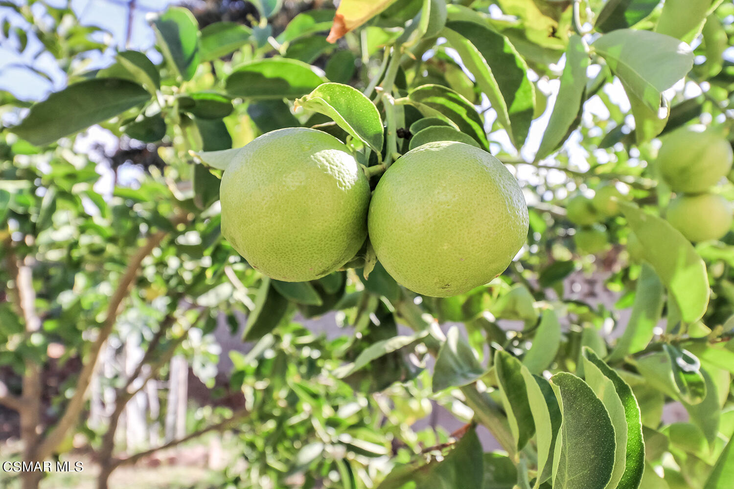 1776 Cochran Street Simi Valley, CA 93065 - Photo 34 of 43 a view of a plant
