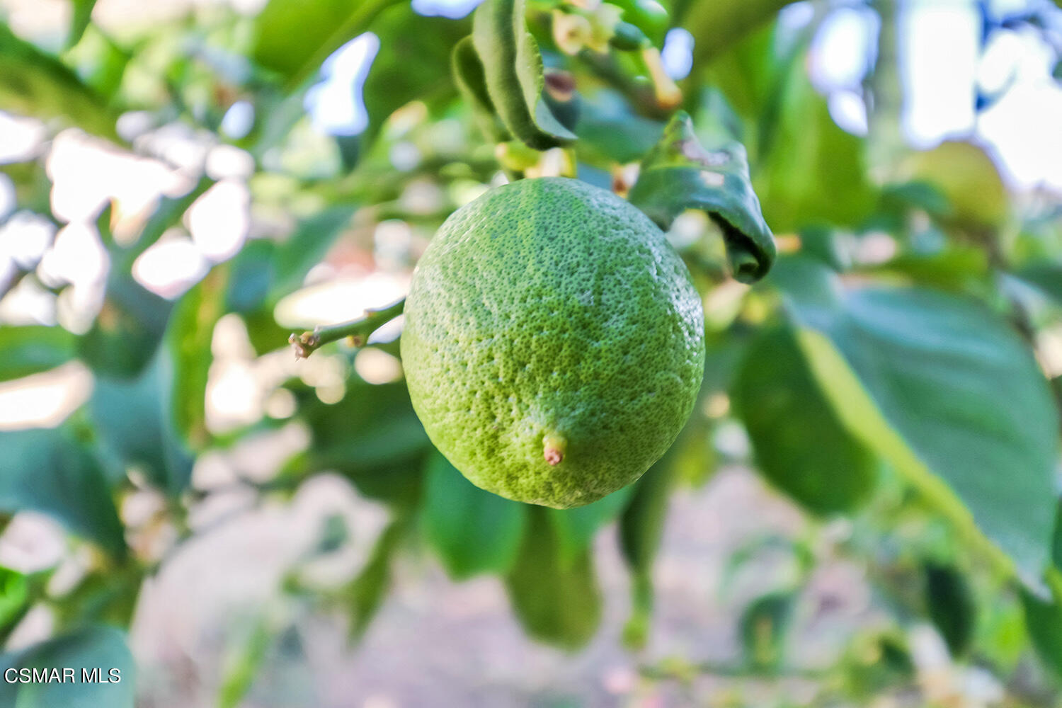 1776 Cochran Street Simi Valley, CA 93065 - Photo 35 of 43 a view of a tree