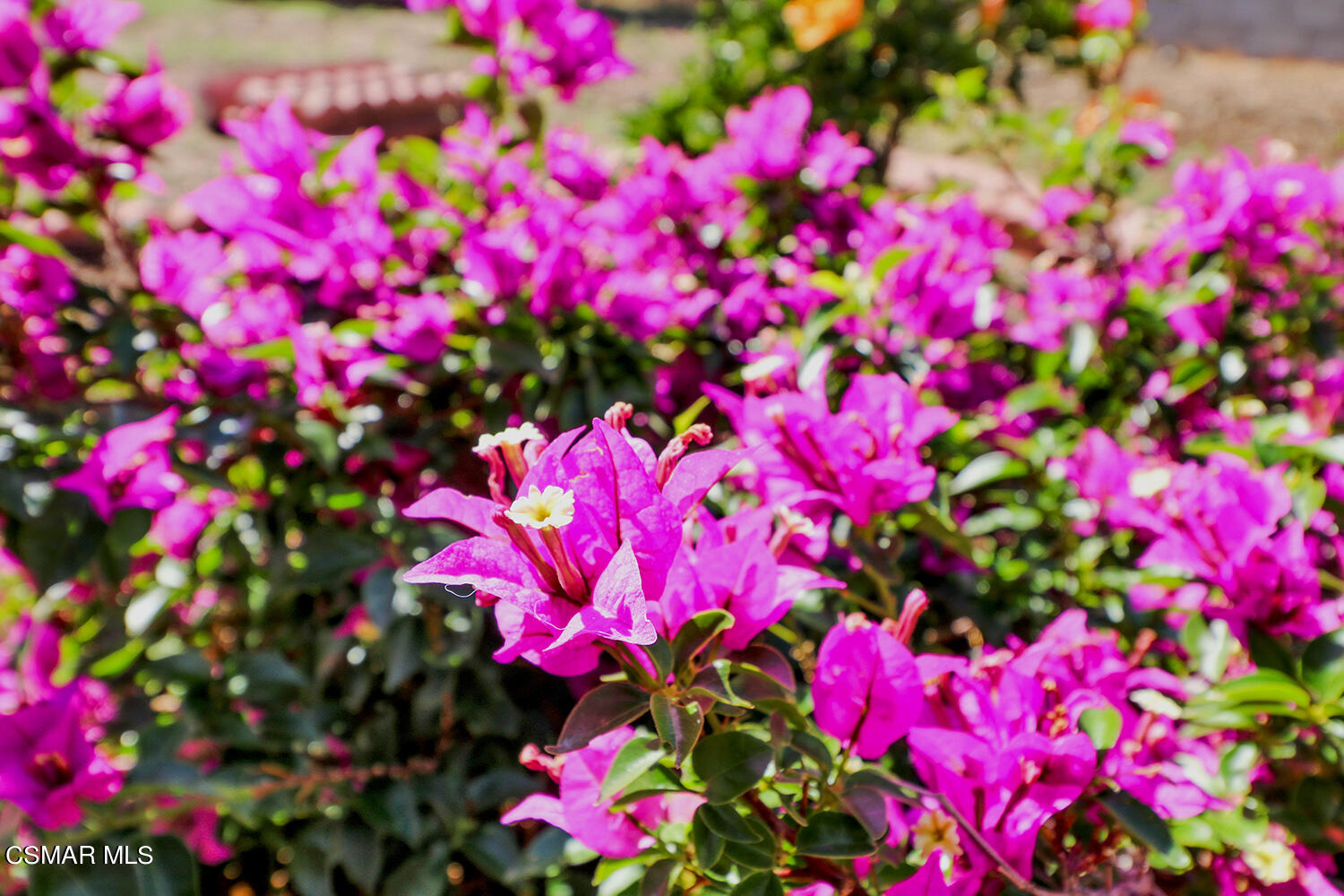 1776 Cochran Street Simi Valley, CA 93065 - Photo 43 of 43 a view of a flower