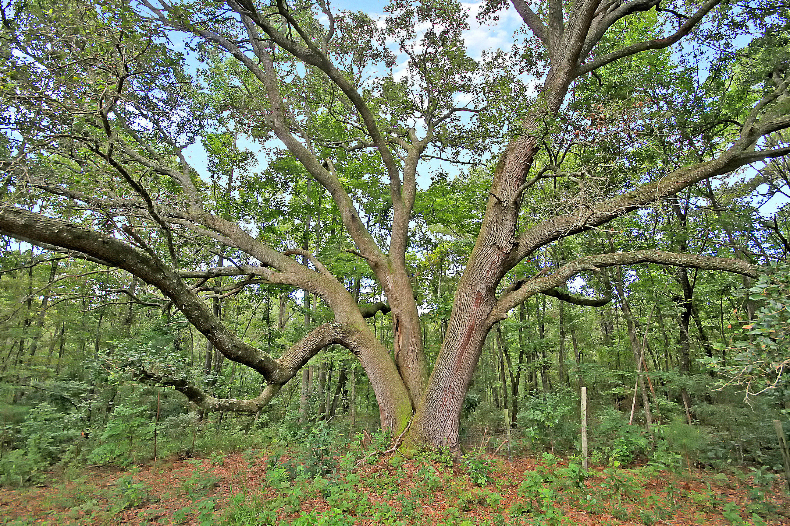 3953 Humbert Road Johns Island, SC 29455 - Photo 44 of 47 Gallery Image 44