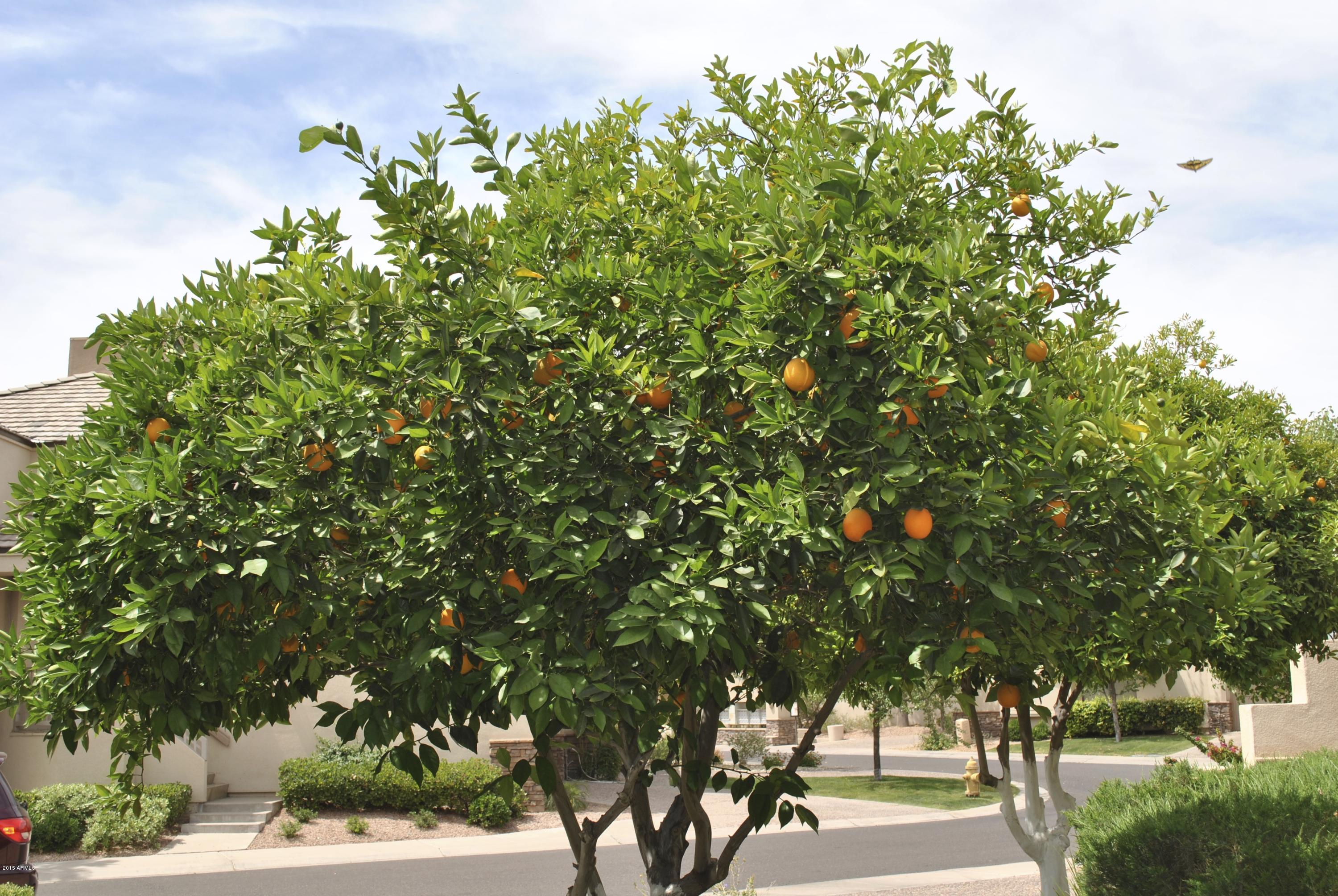 7272 East Gainey Ranch Road, Unit 54 Scottsdale, AZ 85258 - Photo 18 of 18 DSC_0217
