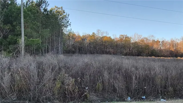 a view of a lush green forest
