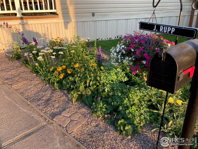 a outdoor view of flowers and flowers
