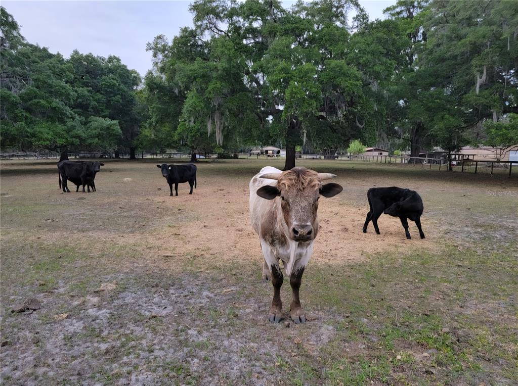 11419 Old Crystal River Road Brooksville, FL 34601 - Photo 20 of 89 a view of backyard with sitting area