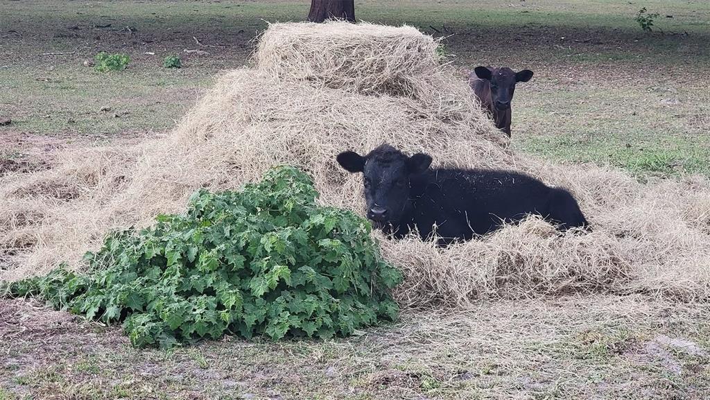 11419 Old Crystal River Road Brooksville, FL 34601 - Photo 21 of 89 a view of a dry yard with wooden fence