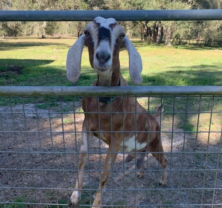 11419 Old Crystal River Road Brooksville, FL 34601 - Photo 22 of 89