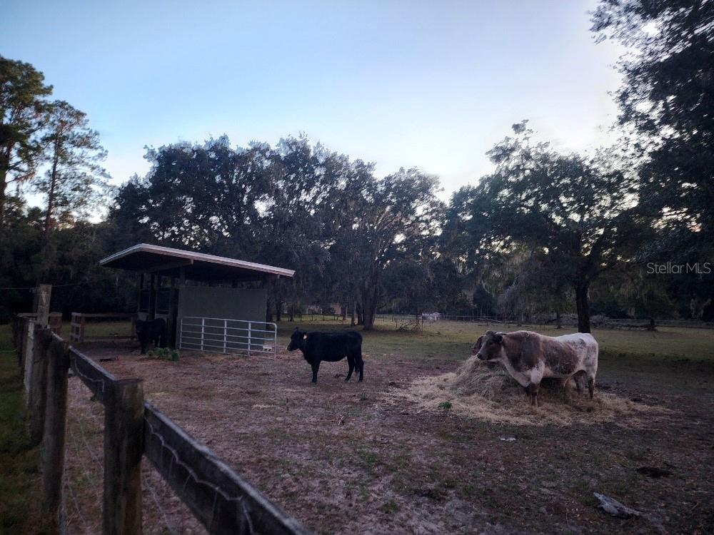 11419 Old Crystal River Road Brooksville, FL 34601 - Photo 82 of 89