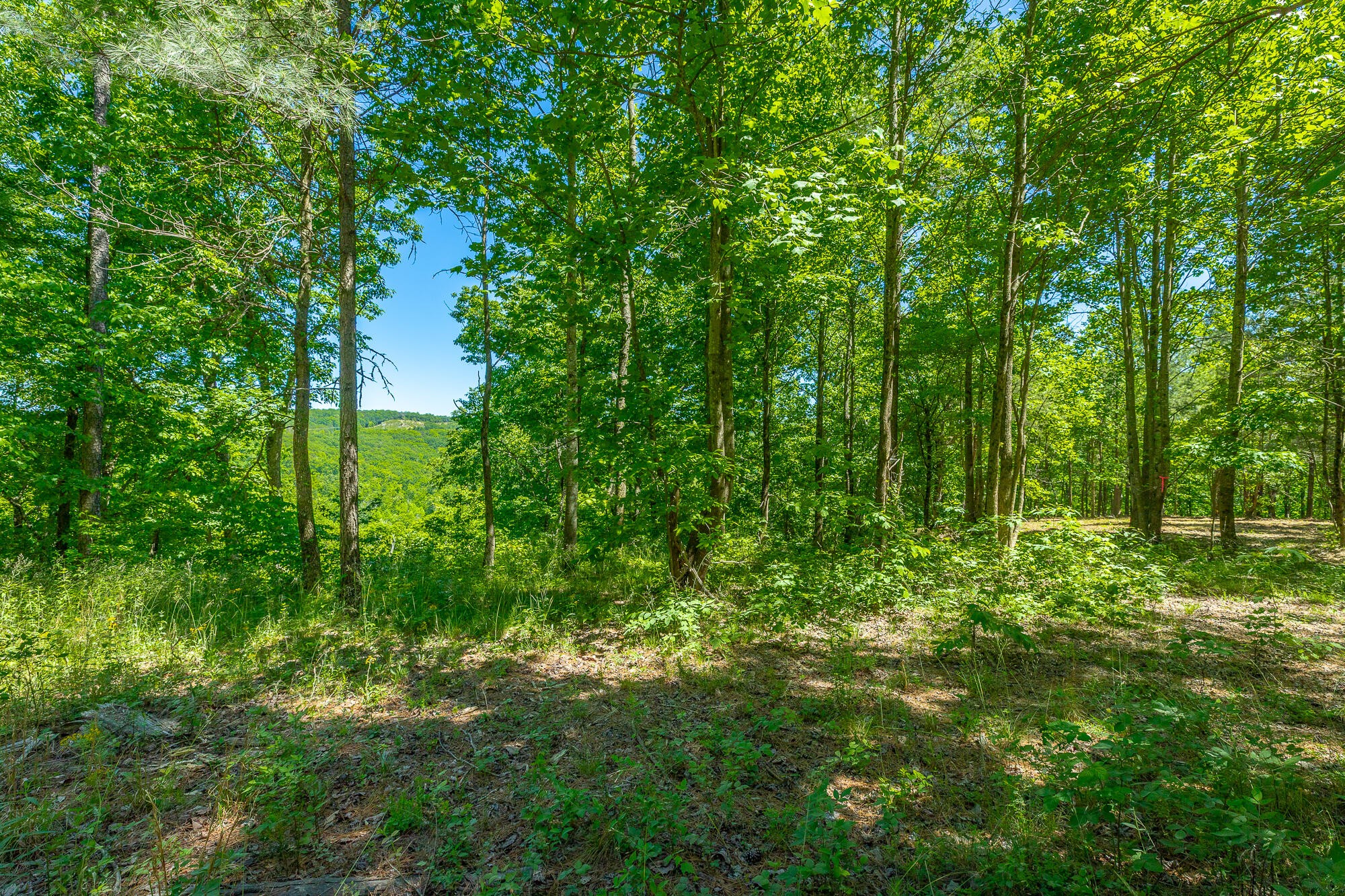 0 Split Rail Way Whiteside, TN 37396 - Photo 9 of 100 Gallery Image 9
