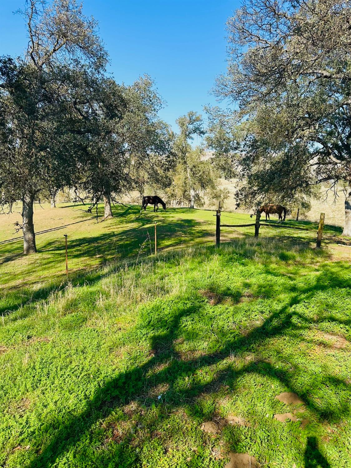 10740 Ferguson Road Clovis, CA 93619 - Photo 9 of 10 a big yard with lots of green space and trees in the background