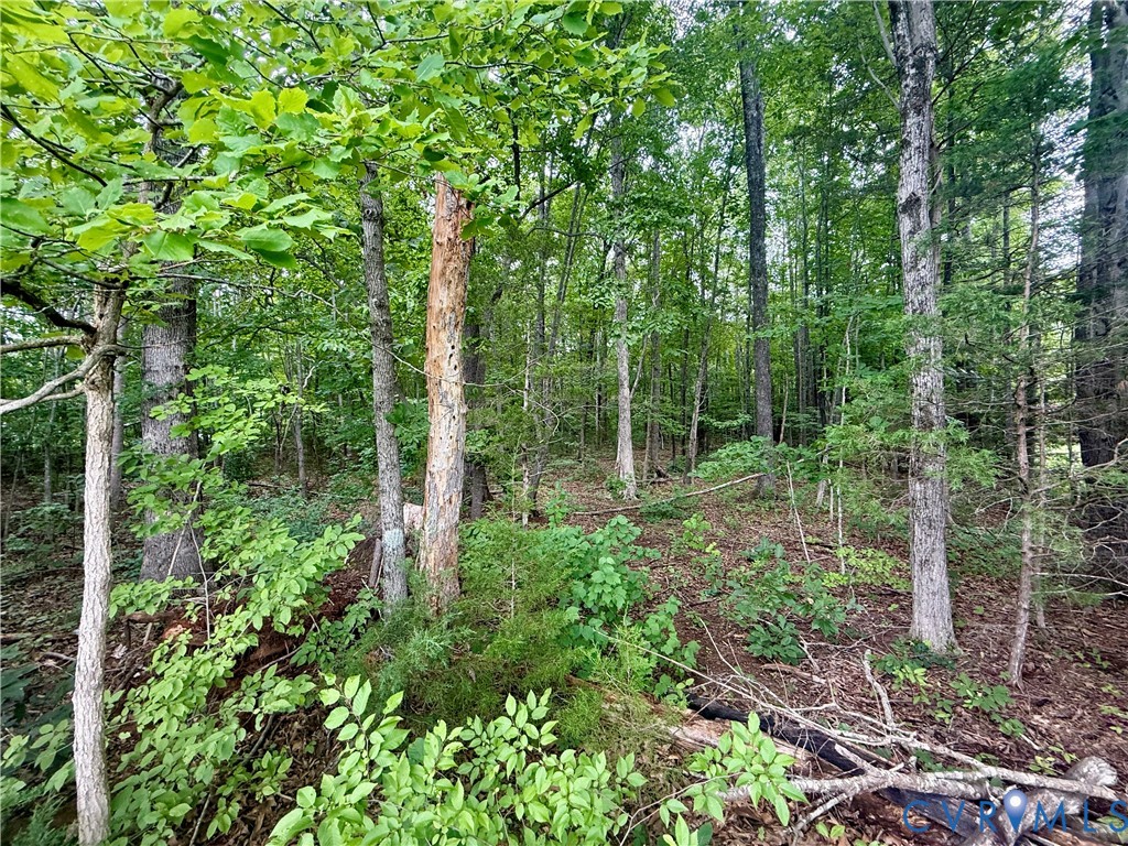 Lot 1 Forest Chapel Road Pamplin, VA 23958 - Photo 5 of 5 Wooded property featuring mature trees and varied
