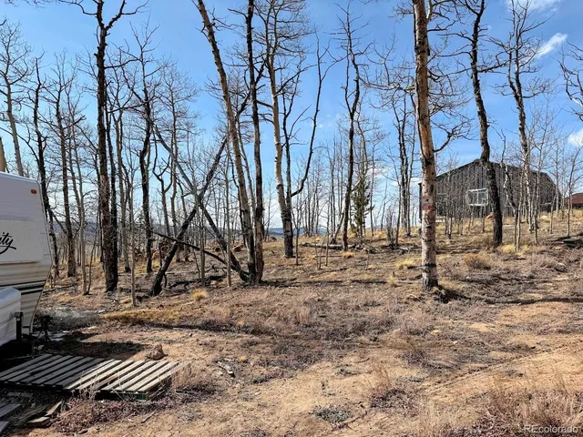 a view of a yard with plants and trees