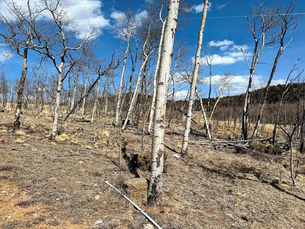 a view of a yard with plants and trees